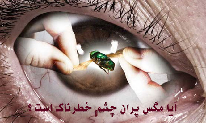 آیا مگس پران چشم خطرناک است؟